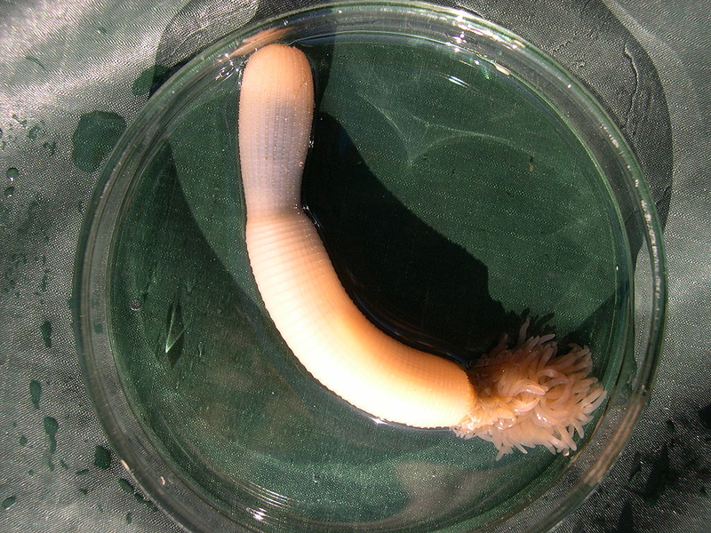 Illustration for article titled Newly Identified Species Of Penis Worm Still Looks Nothing Like A Penis